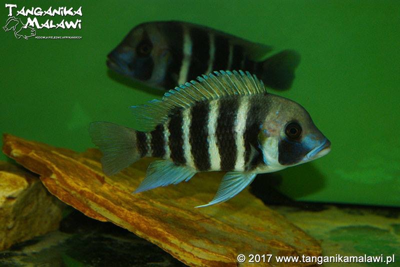 Cyphotilapia frontosa 'Kigoma'